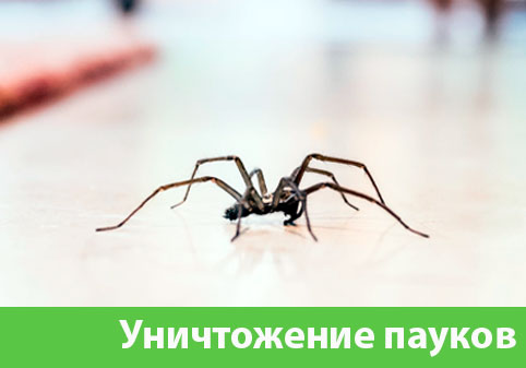 Избавиться от пауков в городе Мелеуз