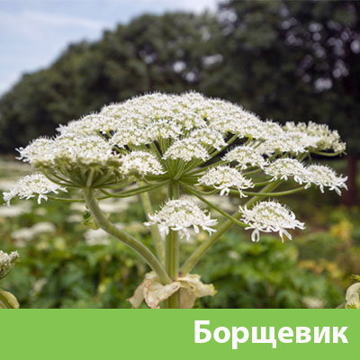 Борщевик в Мелеузе