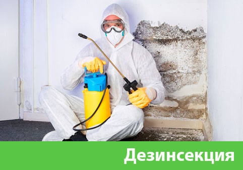 Дезинсекция в городе Мелеуз