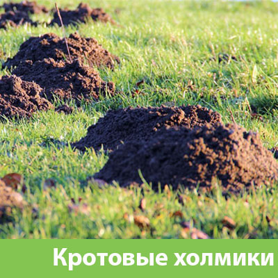 Кроты на участке в Мелеузе