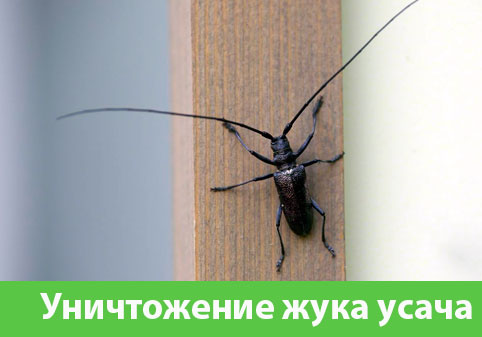Обработка от жука усача в городе Мелеуз