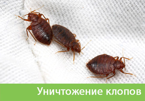 Уничтожение клопов в городе Мелеуз