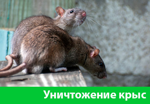 Уничтожение крыс в городе Мелеуз