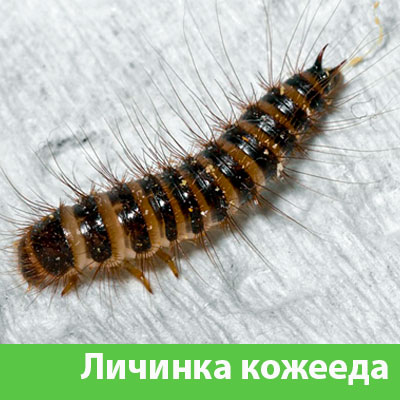 Личинка Кожееда в Мелеузе