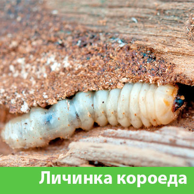 Уничтожение личинок короеда в Мелеузе