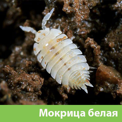 Мокрица в Мелеузе фото