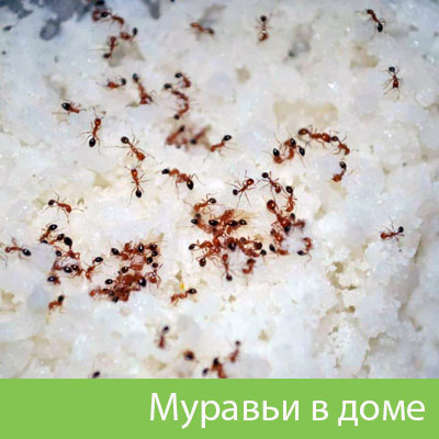 Муравьи в доме в Мелеузе