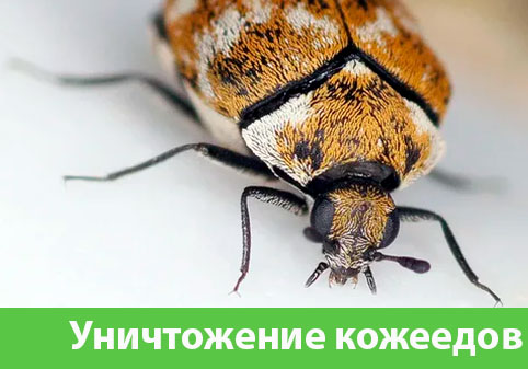 Обработка от кожееда в городе Мелеуз 