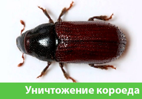 Обработка от короеда в городе Мелеуз