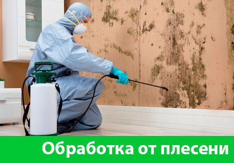 Обработка от плесени в городе Мелеуз