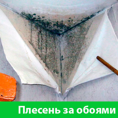 Удаление плесени в Мелеузе