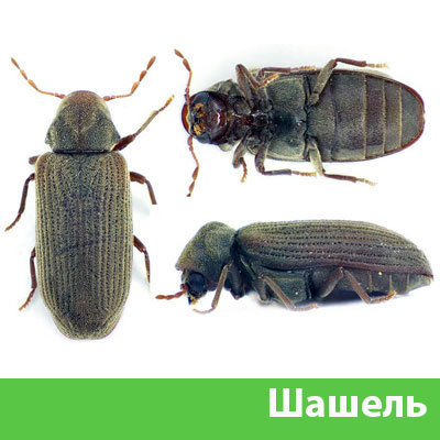 Обработка от шашеля в городе Мелеуз