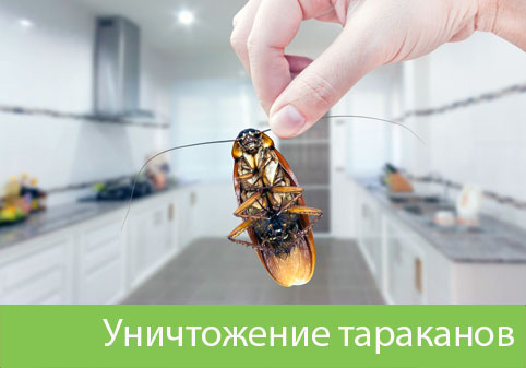 Уничтожение тараканов в городе Мелеуз