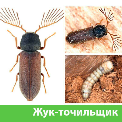 Уничтожение точильщика и личинок в Мелеузе