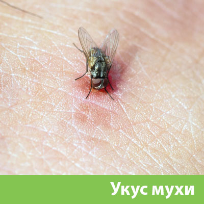 Уничтожение мух в Мелеузе