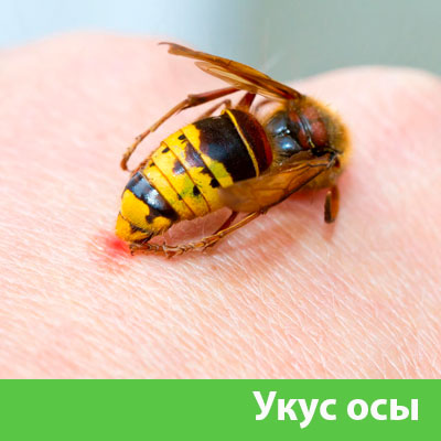 Профессиональное уничтожение ос и шершней в Мелеузе