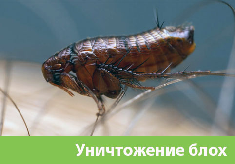 Уничтожение блох в городе Мелеуз