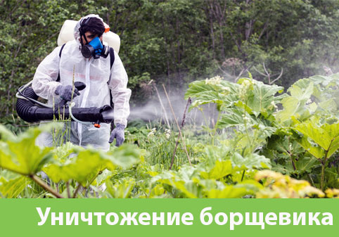 Уничтожение Борщевика в городе Мелеуз