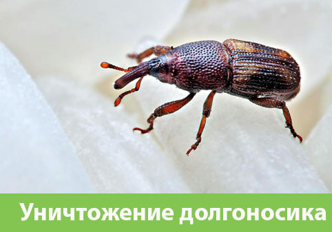 Уничтожение долгоносиков в городе Мелеуз