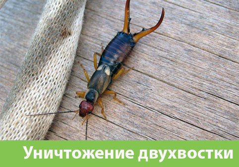 Уничтожение двухвостки в городе Мелеуз