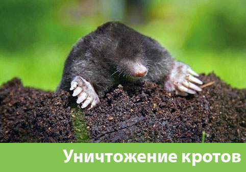 Уничтожение кротов в городе Мелеуз