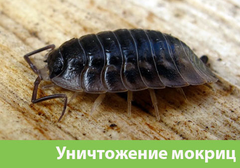 Мокрицы в квартире в городе Мелеуз