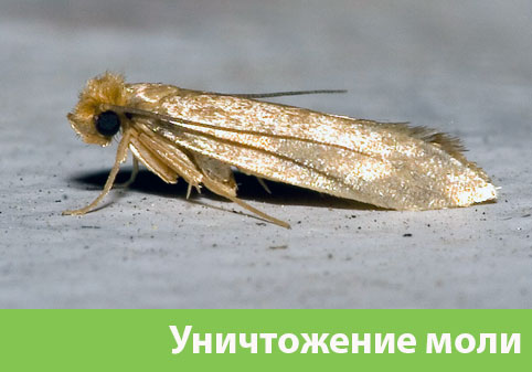 Уничтожение моли в городе Мелеуз 