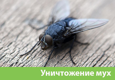Уничтожение мух в городе Мелеуз