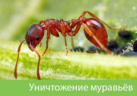 Уничтожение муравьёв в городе Мелеуз