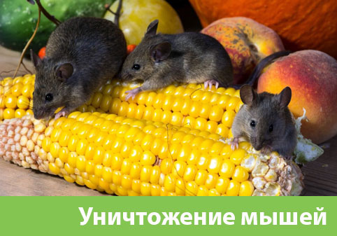Уничтожение мышей в Мелеузе