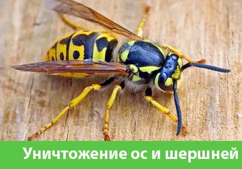 Уничтожение ос и шершней в городе Мелеуз