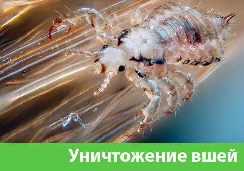 Уничтожение вшей в городе Мелеуз